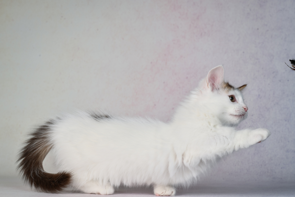 Non standard best sale munchkin kitten