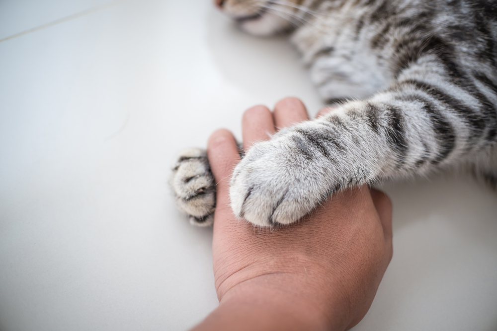 Common Mistakes People Make When They Handle Cats
