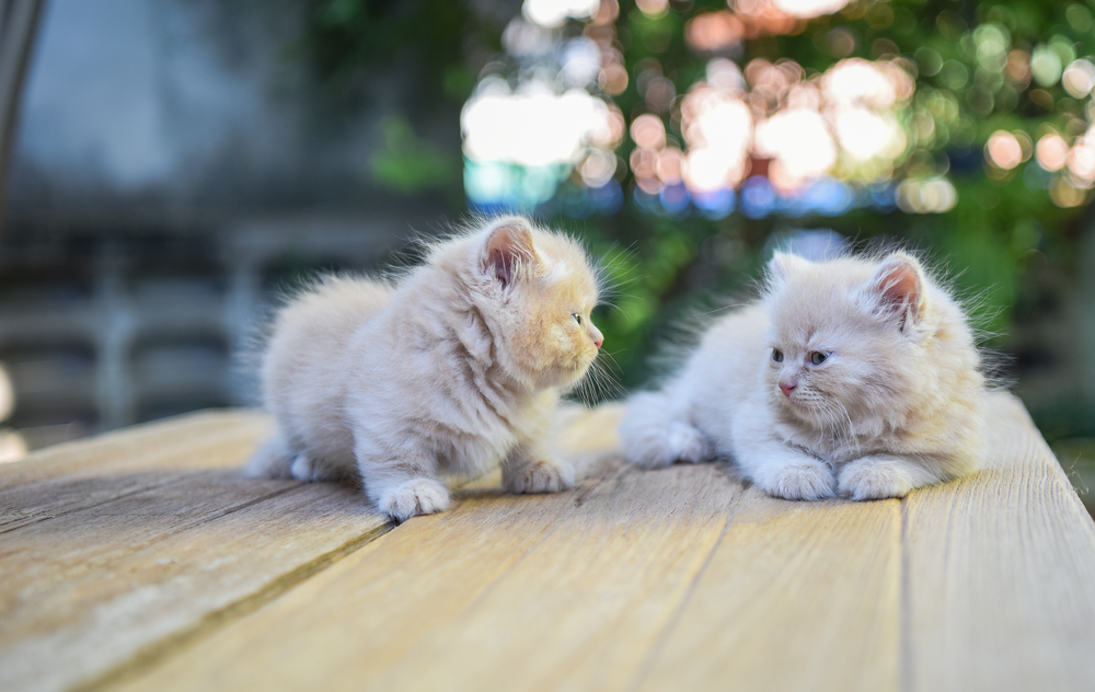 cat store singapore