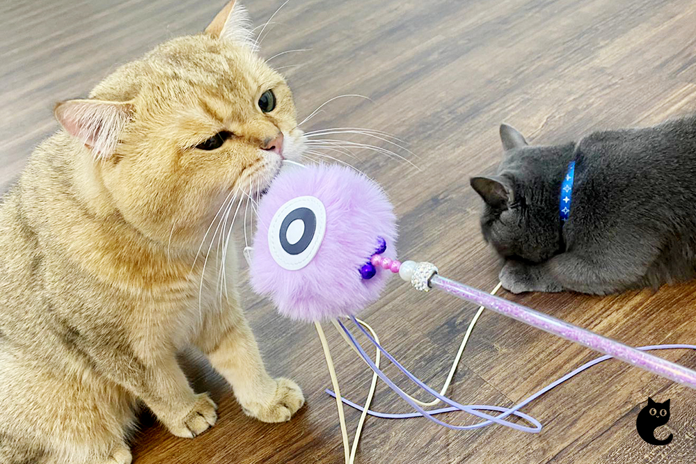 The Dooee solution to keep your cats healthy and occupied.
