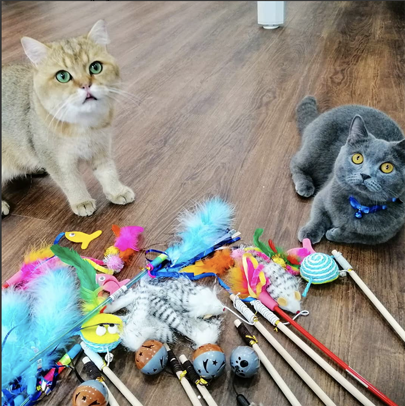 cats in front of toys