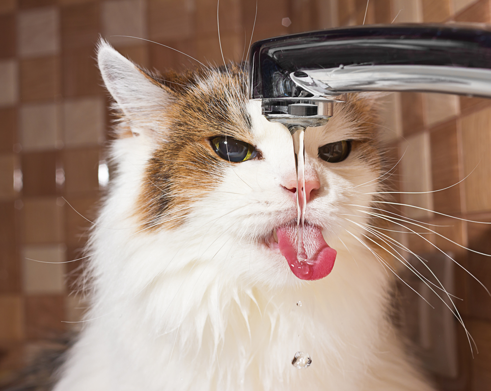 Why Do Cats Need Water Fountains?